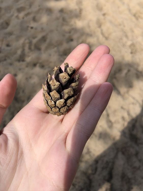 Обои палец, большой палец, ноготь, песок, натуральный материал в разрешении 1536x2048
