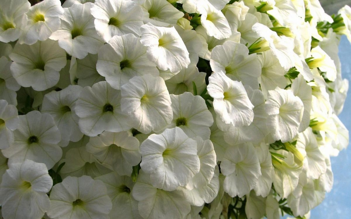 Обои петуния, белые, лепесток, однолетнее растение, сад роз в разрешении 1920x1200