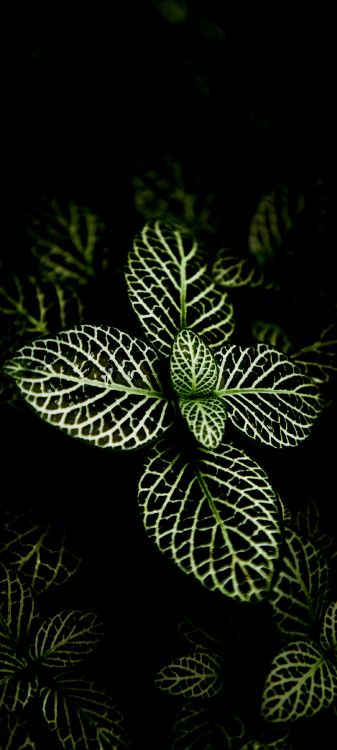 Обои орхидеи из Филиппин, растение, суккулент, дизайн интерьера, цветок в разрешении 2160x4800