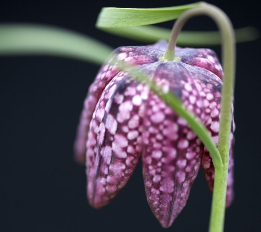 Обои Нокиа 8, Нокиа 6, нокиа 8 1, Nokia, нокиа 8 3 5 г в разрешении 2160x1920