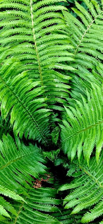 Обои растительность, папоротник, лист, ветвь, стебель растения в разрешении 1080x2340