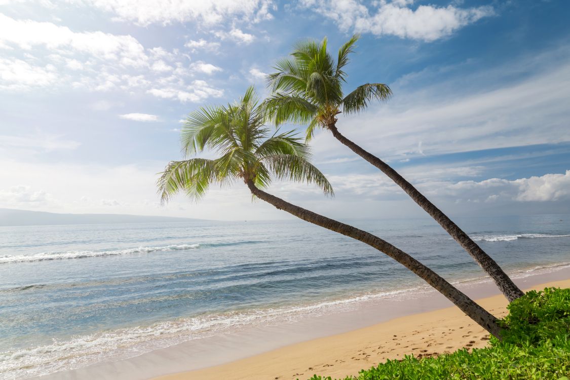 Обои волны океан песок пальмы, пальмовые рощи, Гавайи, побережье, океан в разрешении 5760x3840