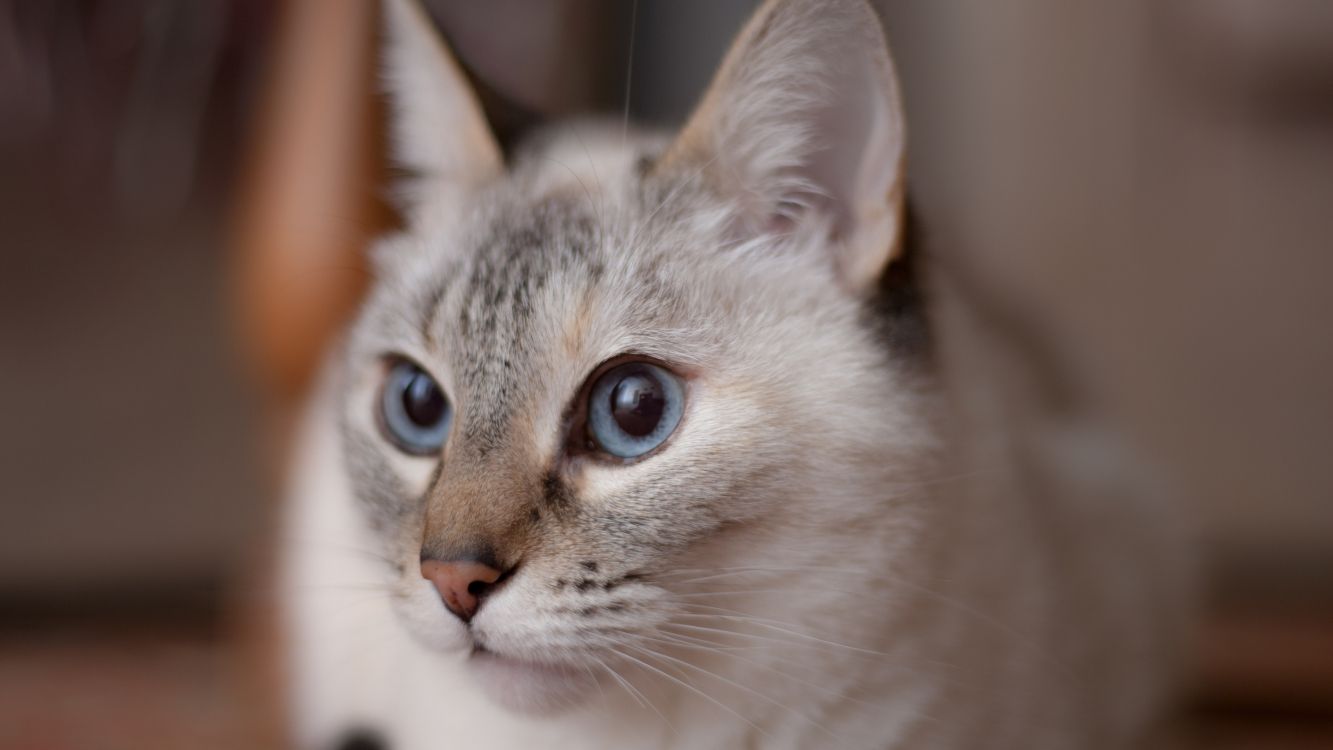 Обои котенок, бурмилла, нос, малые и средние кошки, фауна в разрешении 3840x2160