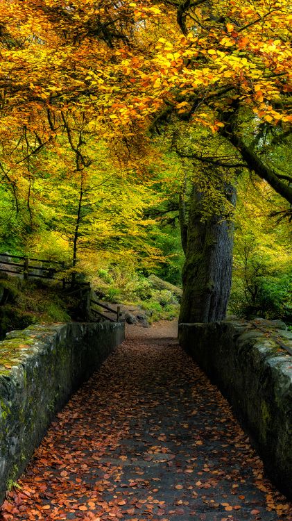 Обои природа, растение, природный ландшафт, лист, окружающая среда в разрешении 1080x1920