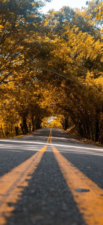 Обои телефон, дорога, растение, природный ландшафт, лист в разрешении 1080x2340