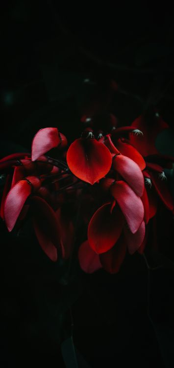 Обои Гортензия серрата, гортензия крупнолистная, небесный чай, растение, цветок в разрешении 1516x3200