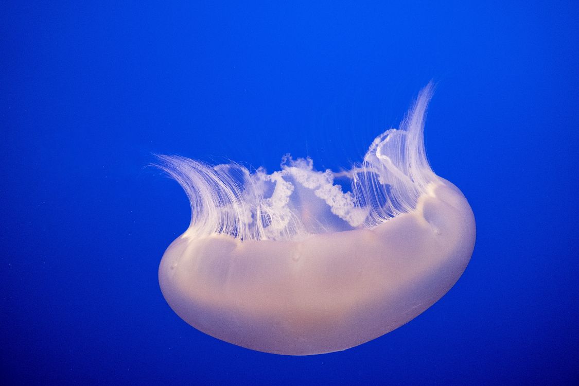 Обои Медуза, cnidaria, морские беспозвоночные, морская биология, беспозвоночных в разрешении 6000x4000