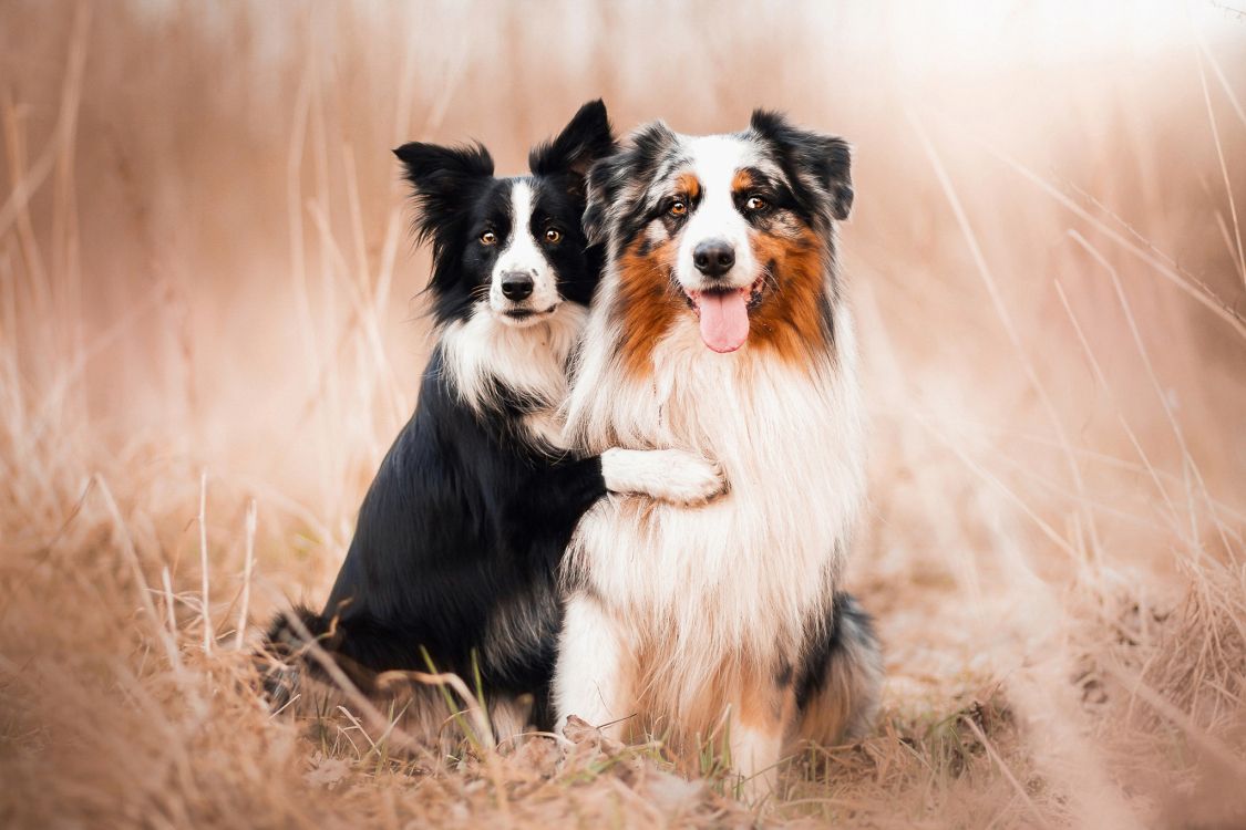 Обои Австралийская овчарка, щенок, пес, собака породы, бордер колли в разрешении 2048x1365