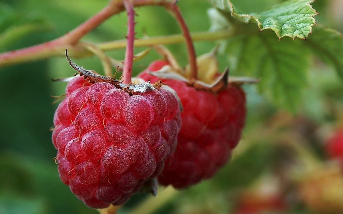 Обои Красная малина, фрукты, фруктовое дерево, природные продукты, логанова ягода в разрешении 1920x1200