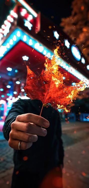 Обои свет, растение, лист, ветвь, жест в разрешении 1421x3000