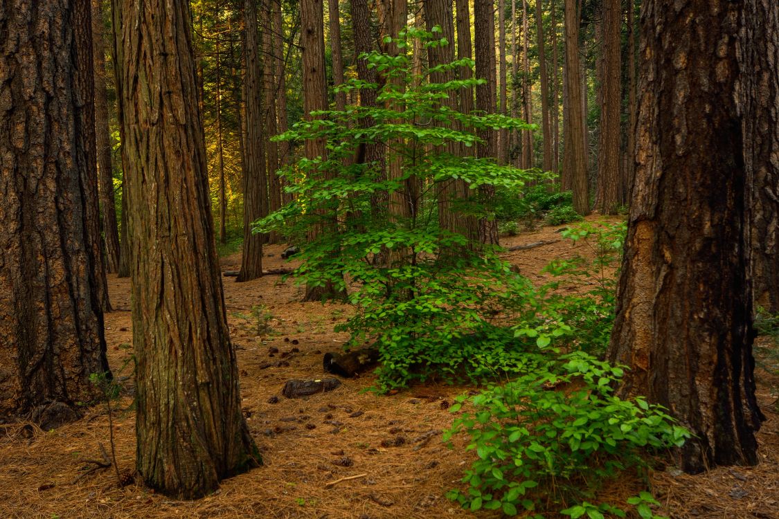 Обои лесистая местность, дерево, лес, роща, окружающая среда в разрешении 6000x4000