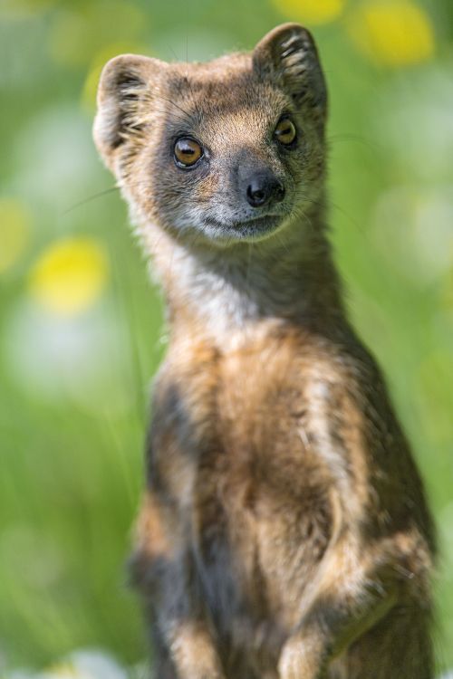 Обои мангуста, Виверровые, живая природа, наземные животные, бакенбарды в разрешении 3712x5568