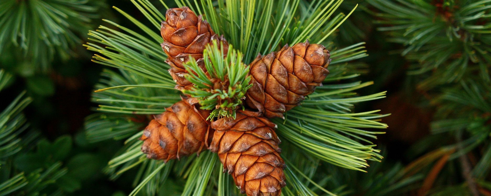 Обои сосна, хвойные конуса, кедр, ель, Хвойные в разрешении 2560x1024