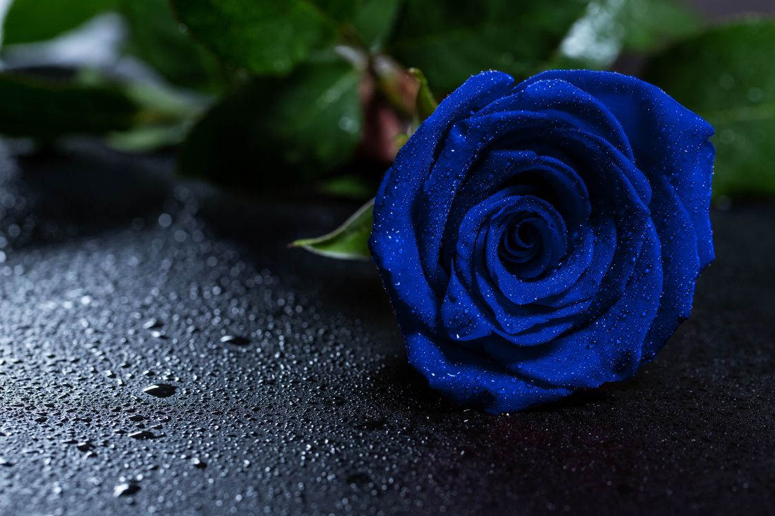 Обои Роза, синяя роза, цветок, синий, цветковое растение в разрешении 5760x3840