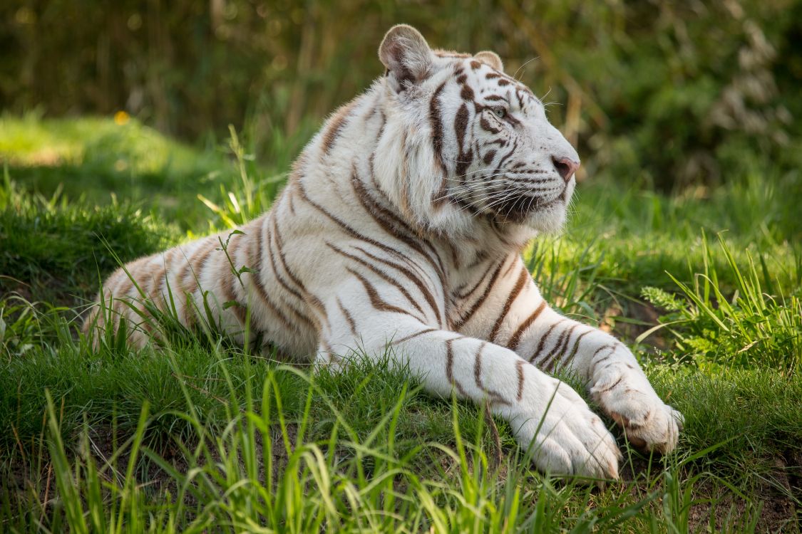 Обои профиль белый тигр, Белый тигр, бенгальский тигр, тигр, живая природа в разрешении 5184x3456