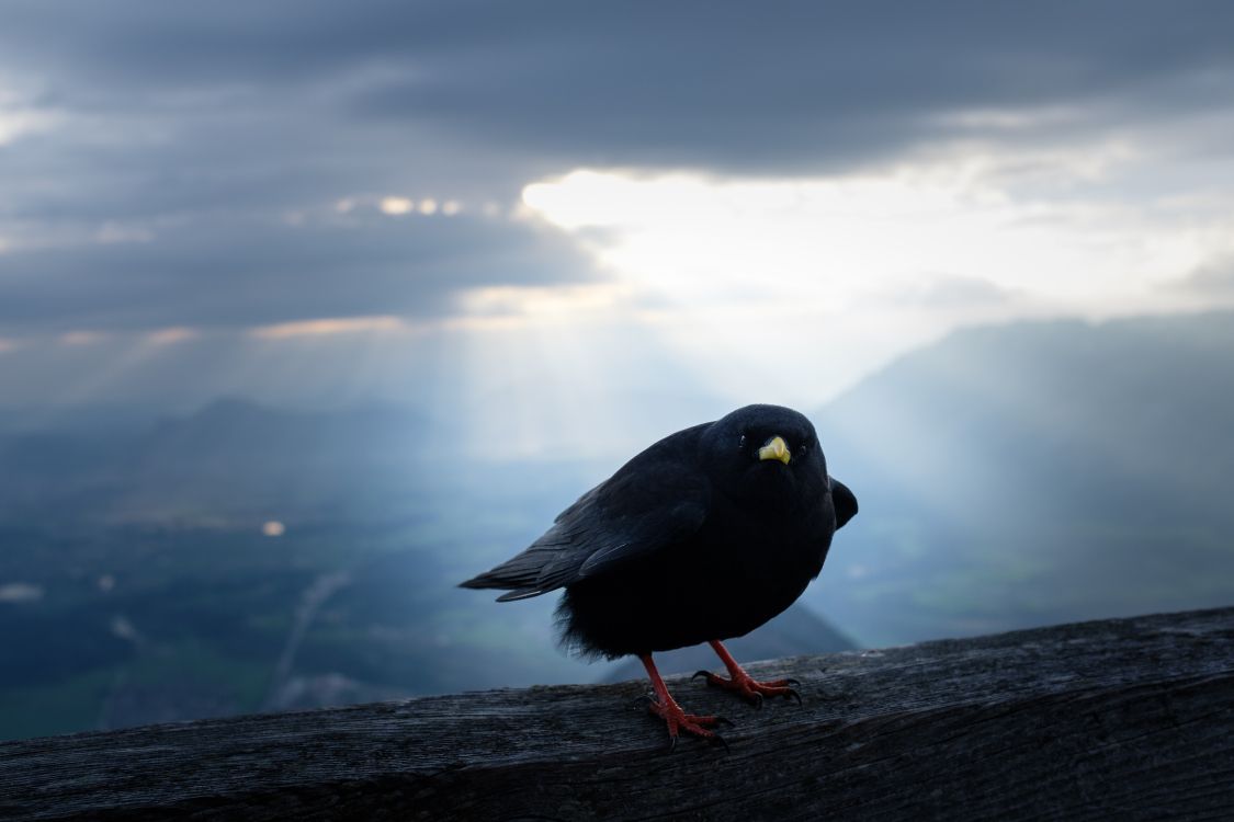 Обои облако, клюв, вода, птица, атмосфера в разрешении 5000x3333