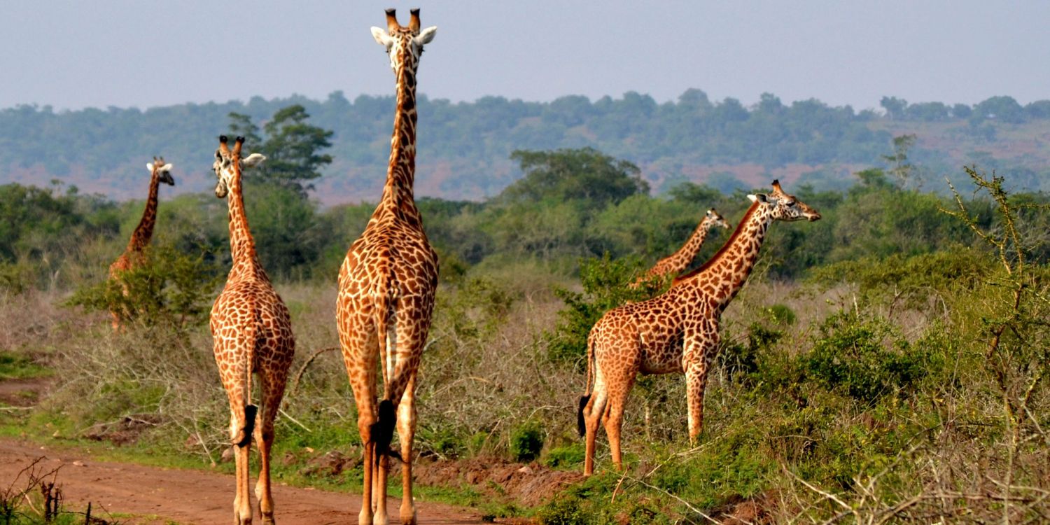 Обои Национальный Парк Вулканов, Озеро Ihema, национальный парк, парк, Жираф в разрешении 2400x1200