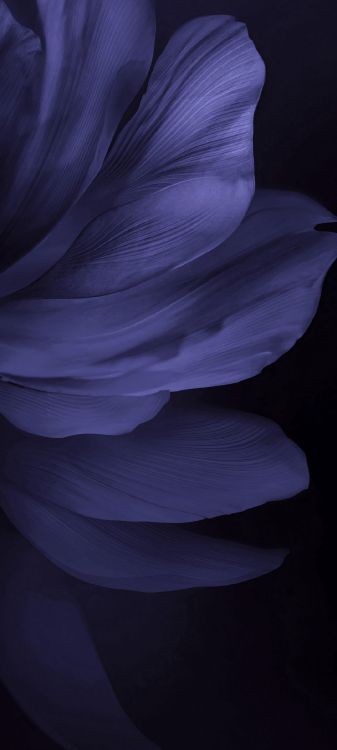 Обои женщина, лепесток, пурпур, растение, серый цвет в разрешении 1080x2400