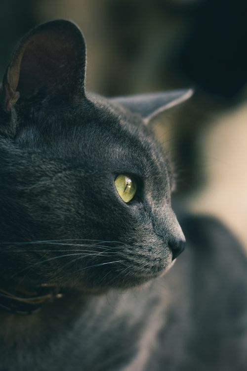 Обои кот, черная кошка, бакенбарды, кошачьих, глаз в разрешении 3456x5184