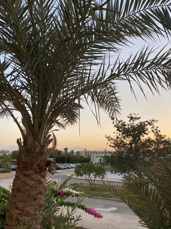 Обои растительность, Масло пальмы, Бабассу, дерево, древесные растения в разрешении 1536x2048