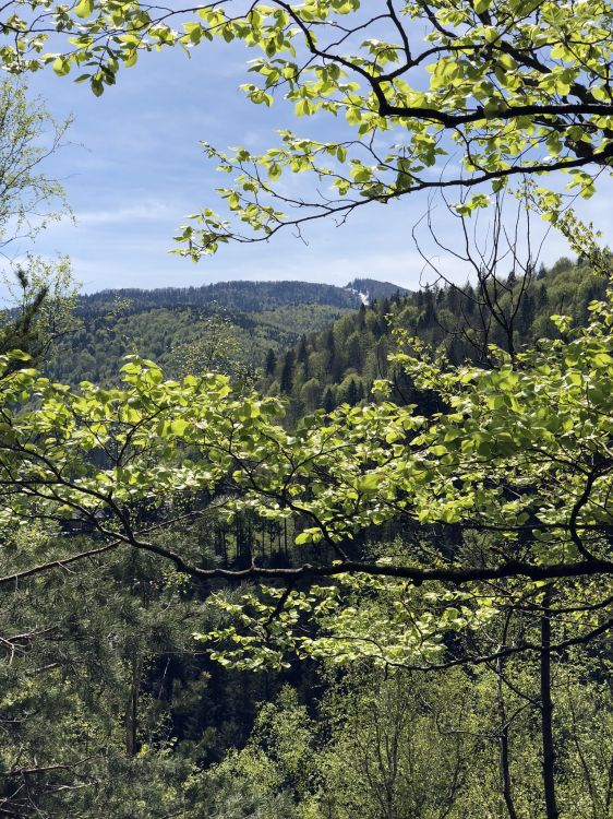 Обои растительность, природа, ветвь, окружающая среда, лист в разрешении 1536x2048