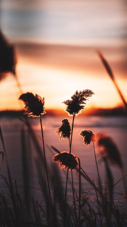 Обои иногда игнорирование - лучший способ, soundcloud, музыка для тайского массажа, добро, медитация релакс клуб в разрешении 1080x1920