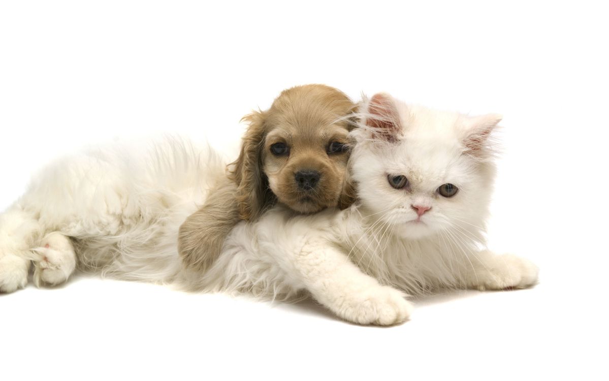 Обои пес, котенок, щенок, привлекательность, кот в разрешении 4556x2848
