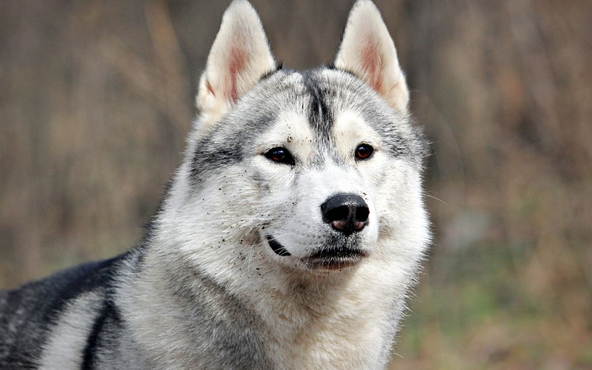 Обои аляскинский маламут, щенок, собака породы, Сахалинская хаски, волчьей собаки сарлоса в разрешении 1920x1200