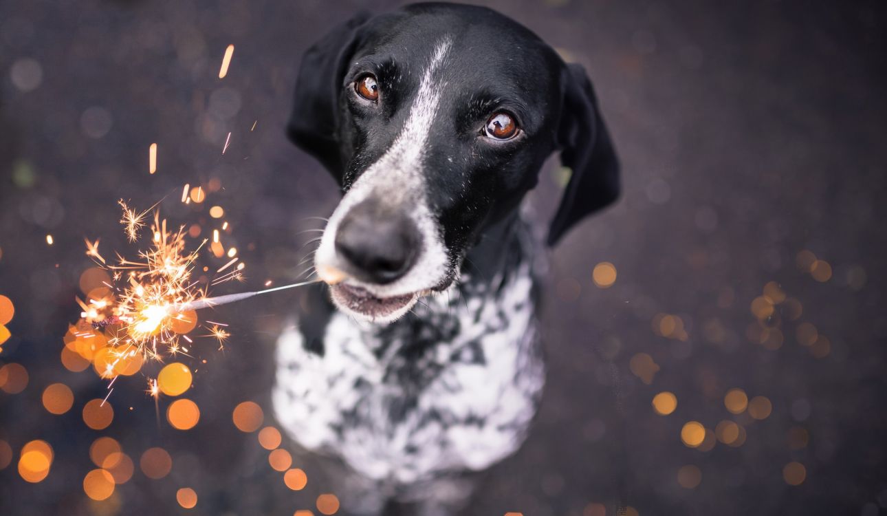 Обои пес, собака породы, морда, помесь, собака в разрешении 2048x1190