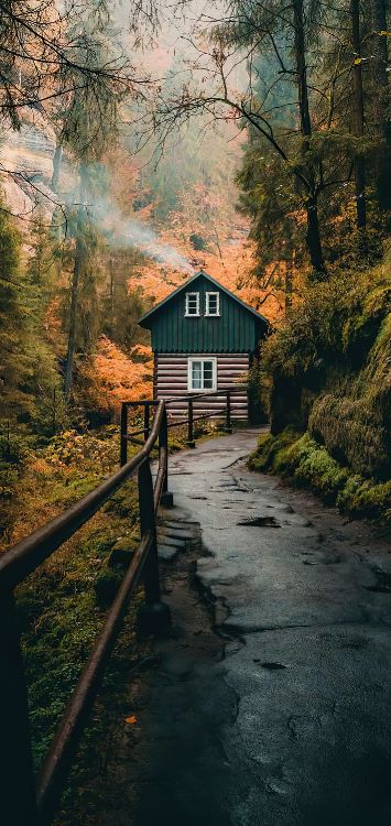 Обои дерево, Тикток, ios, живопись, бумага в разрешении 1422x3000