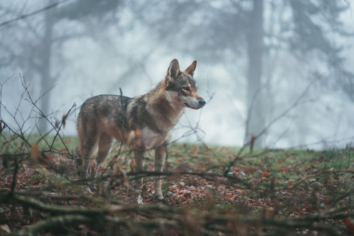 Обои волкодав, Псовые, живая природа, волк, чехословацкий влчак в разрешении 6000x4000