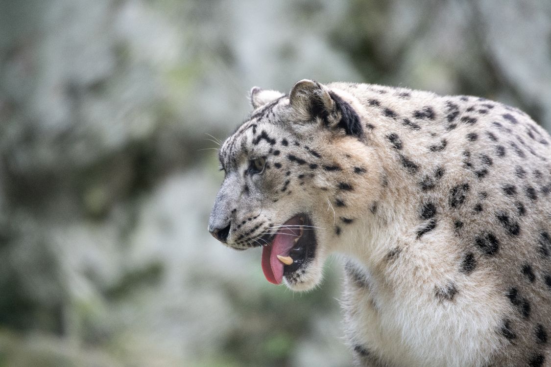 Обои Леопард, кошачьих, снежный Барс, большая кошка, Ягуар в разрешении 8256x5504