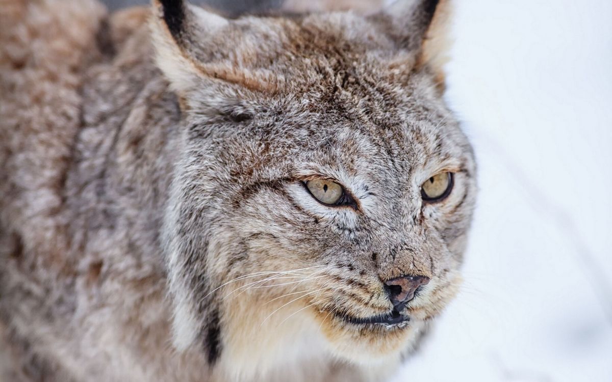 Обои кот, живая природа, малые и средние кошки, мех, млекопитающее в разрешении 1920x1200