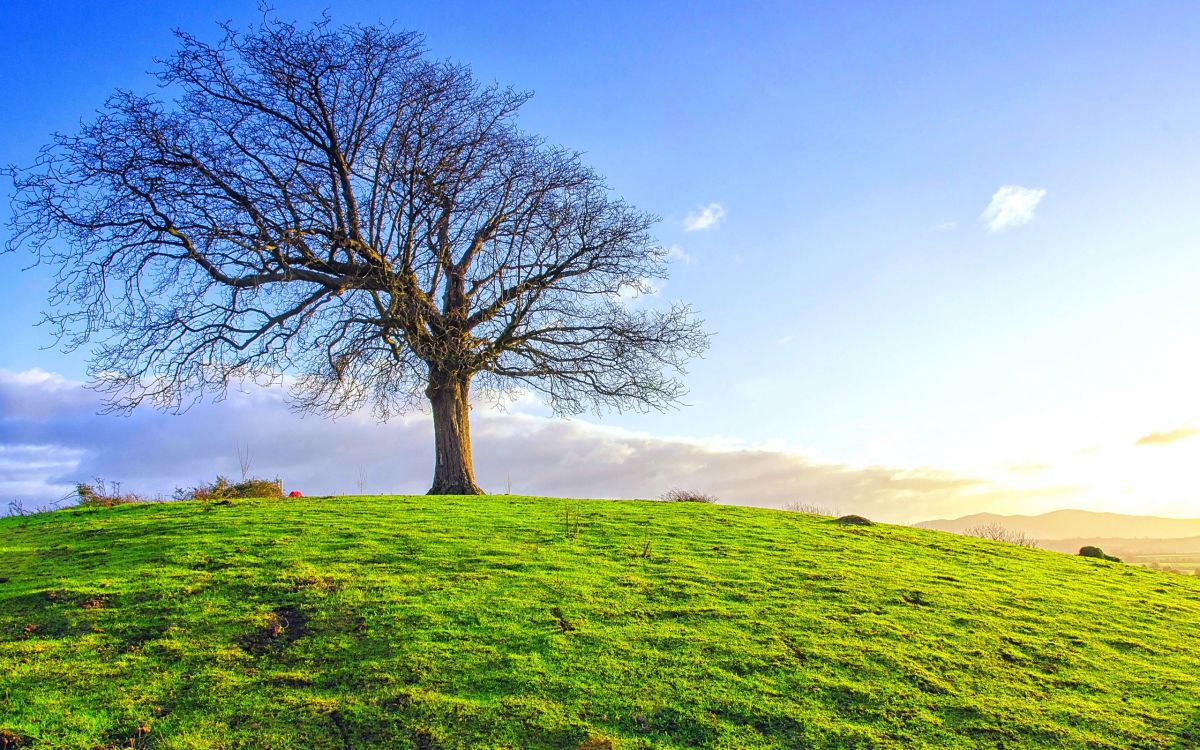 Обои дерево, сенокосное угодье, древесные растения, пастбище, небо в разрешении 2560x1600