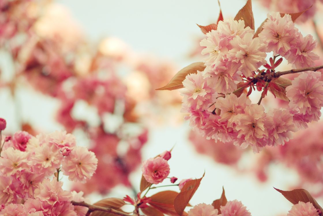 Обои цветок, розовый, расцвет, весна, цветение вишни в разрешении 3872x2592