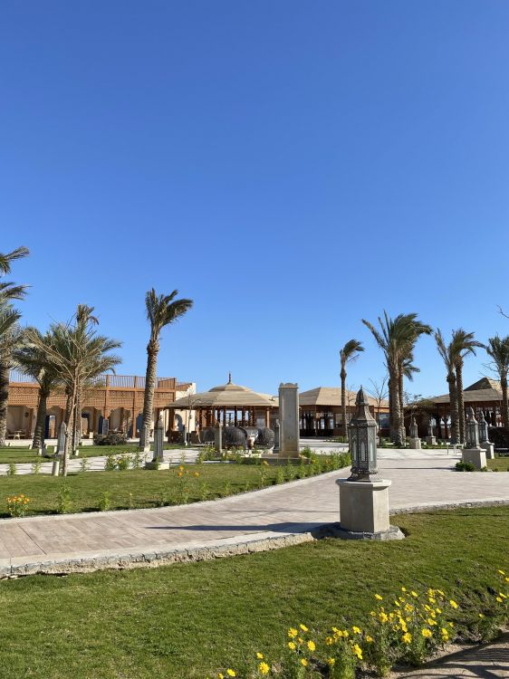 Обои пальмовые рощи, растение, здание, лазурный, дерево в разрешении 1536x2048