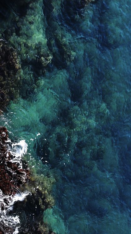 Обои вода, подводная среда, водоросли, море, морская биология в разрешении 3240x5760