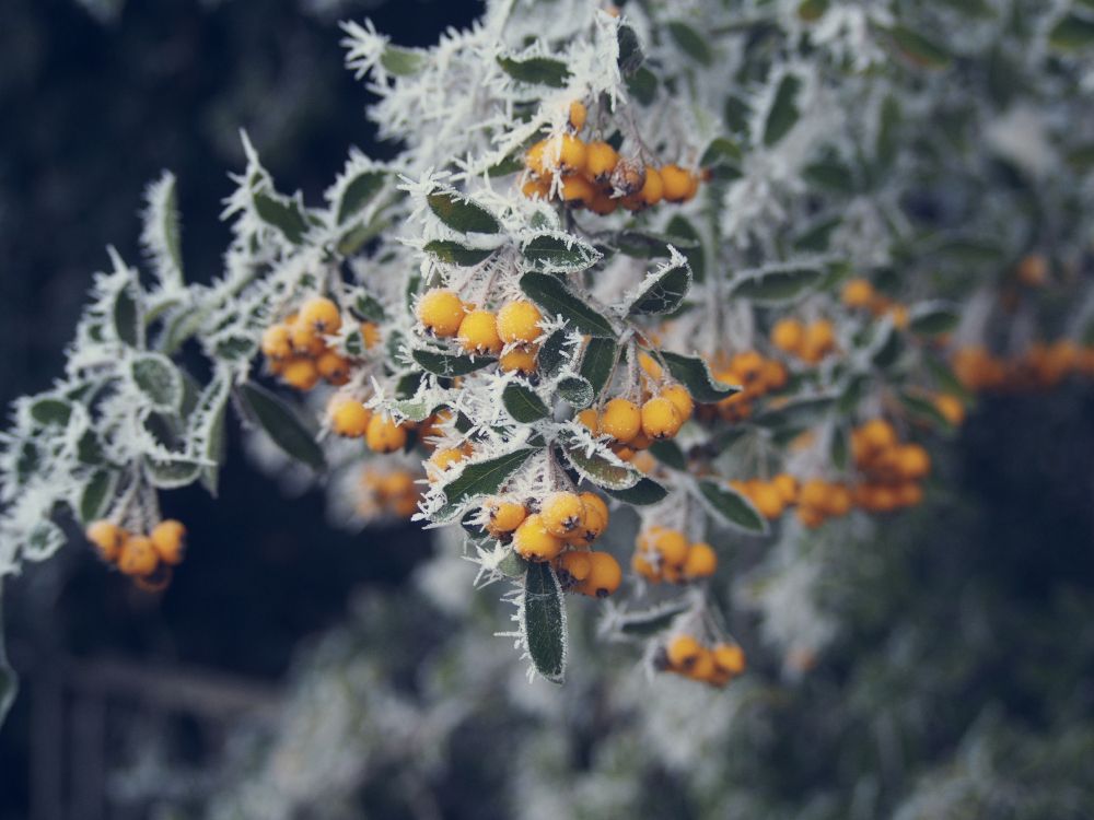 Обои дерево, замораживание, лист, весна, полевой цветок в разрешении 4608x3456