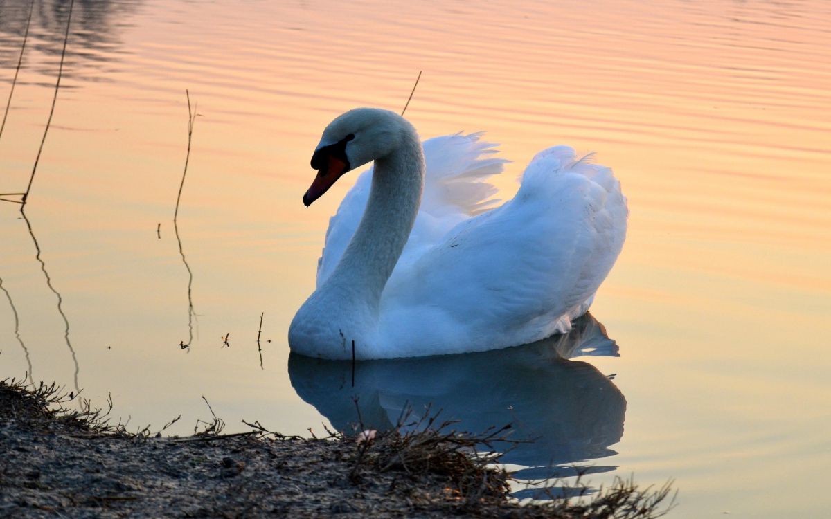 Обои птица, Лебедь, водоплавающие птицы, клюв, утки, гуси и лебеди в разрешении 2560x1600