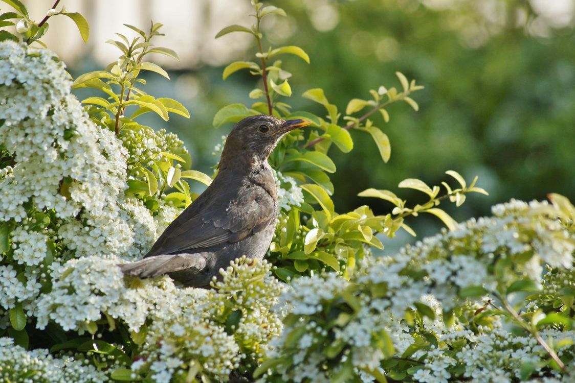 Обои цветок, весна, природа, растение, птица в разрешении 4000x2667