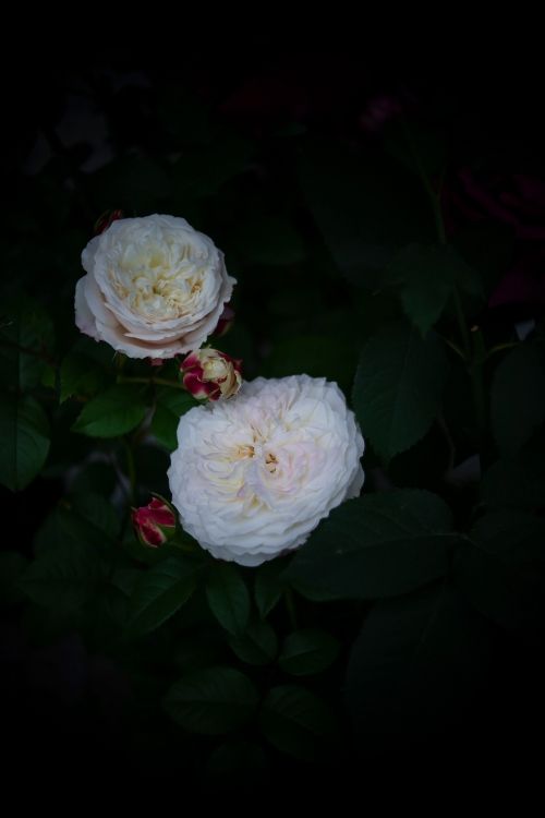 Обои лепесток, сад роз, столистная роза, цветок, бутон в разрешении 2624x3936