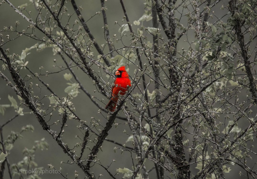 Обои дерево, растение, прут, замораживание, клюв в разрешении 3312x2307