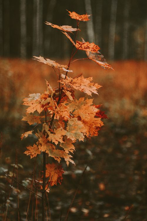 Фото прут от дерева