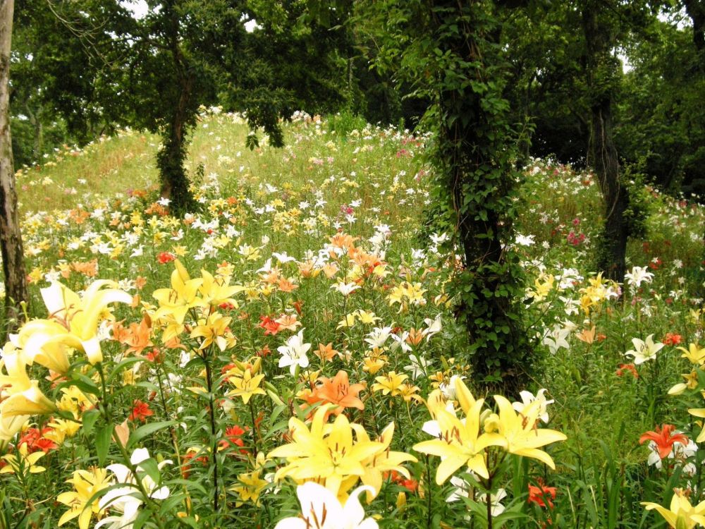 Обои цветковое растение, лилейник, сад, весна, Ботанический сад в разрешении 2048x1536