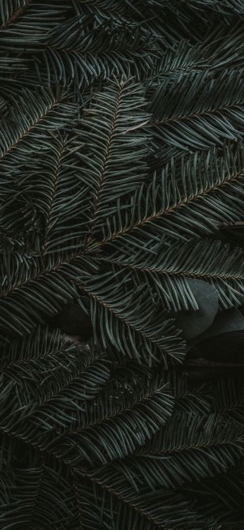 Обои полночь зеленый, ios, яблоко, наземное растение, лиственница в разрешении 1797x3889