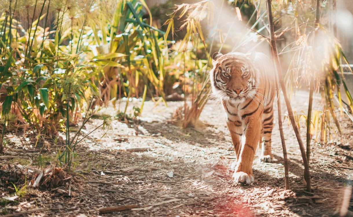 Обои тигр, Леопард, большая кошка, бенгальский тигр, живая природа в разрешении 5939x3651