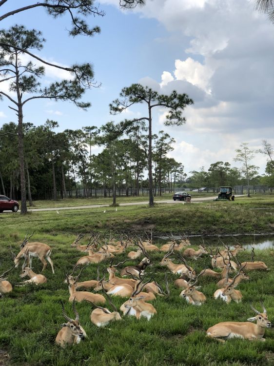 Обои дерево, сельский район, почвопокровная, олененок, выгон в разрешении 1536x2048