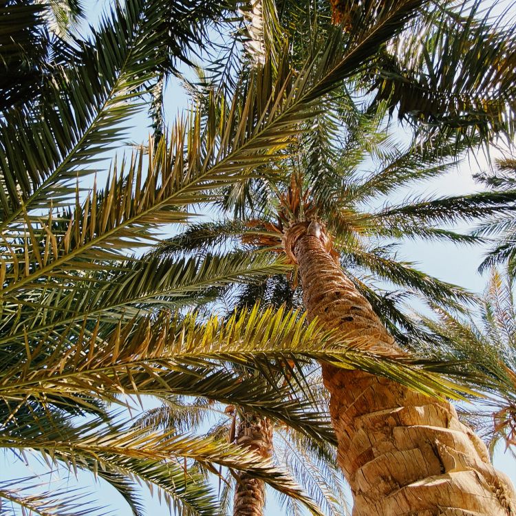 Обои пальмы, финиковая пальма, рассада, Бабассу, Кокос в разрешении 1241x1241