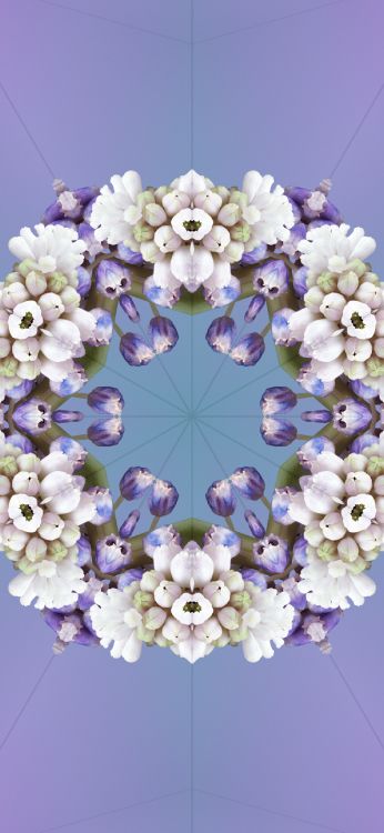 Обои iOS 17, ios 17 алейдоскоп, Эпл, я уточнила, цветок в разрешении 1290x2796