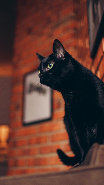 Фото Черной Кошки С Желтыми